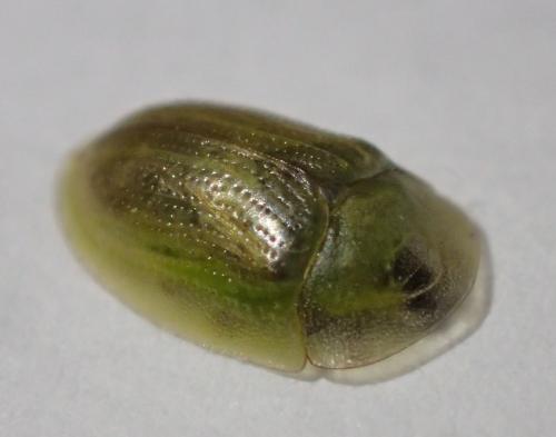Réf. 197 966 : Cassida vittata
